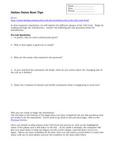 Onion Root Tip Cell Cycle Worksheet