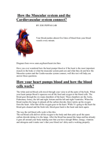 How the muscular system and the cardiovascular