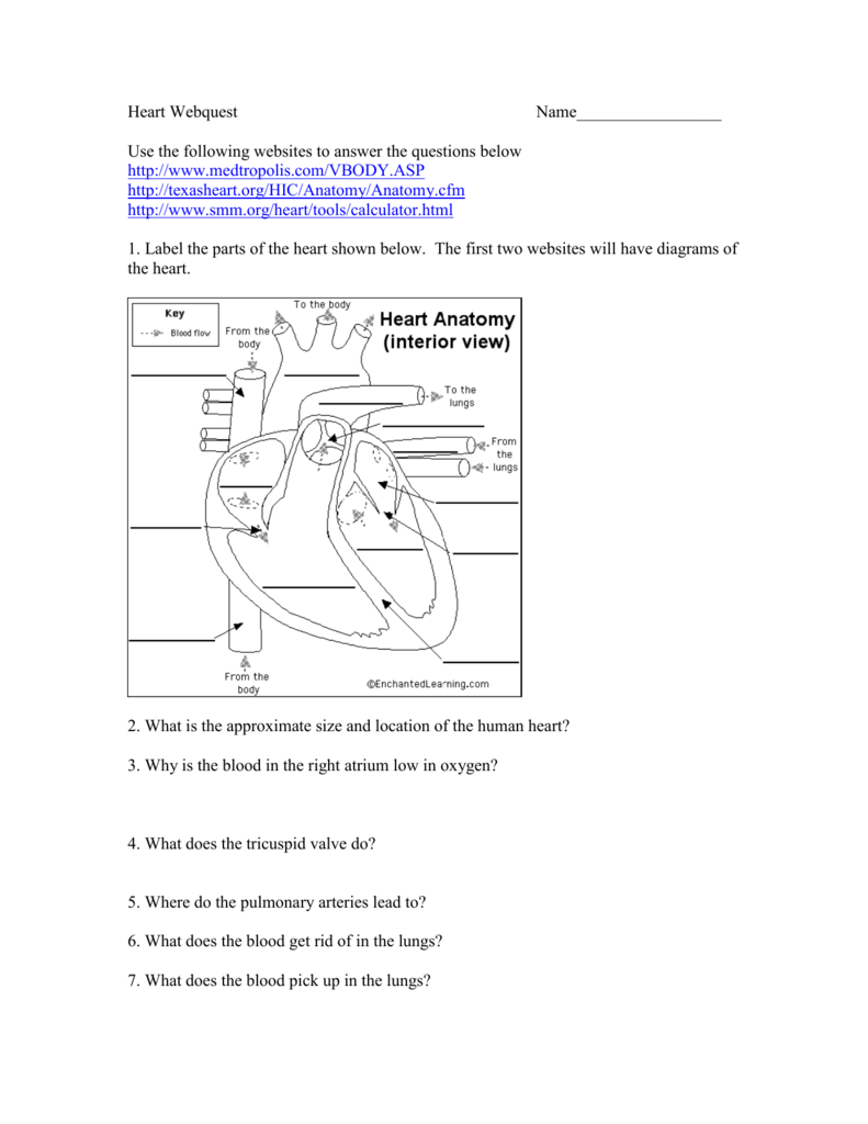 Heart Webquest Teacher Pages