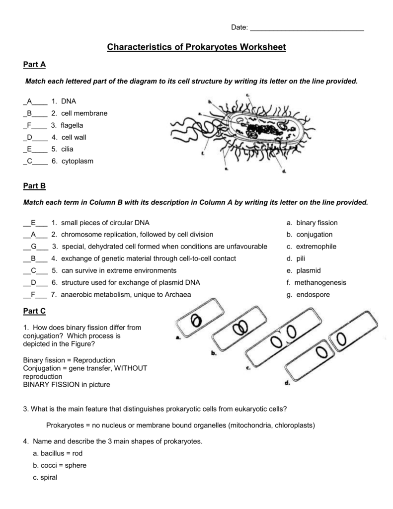 Date Pertaining To Characteristics Of Bacteria Worksheet