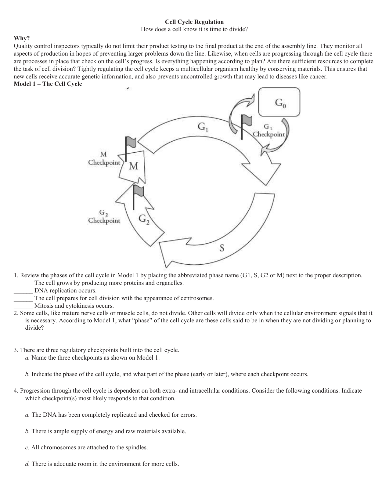 Cell Cycle Regulation