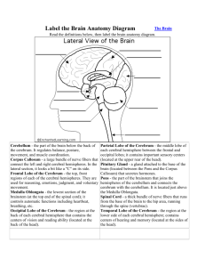 Label the Brain Anatomy Diagram - Windsor C
