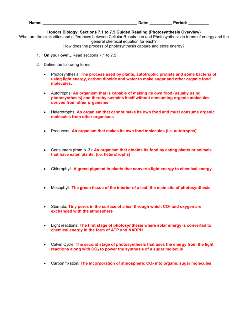 Photosynthesis Worksheet Answer Key