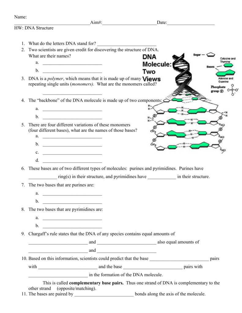 DNA structure HW For Dna Structure Worksheet Answer