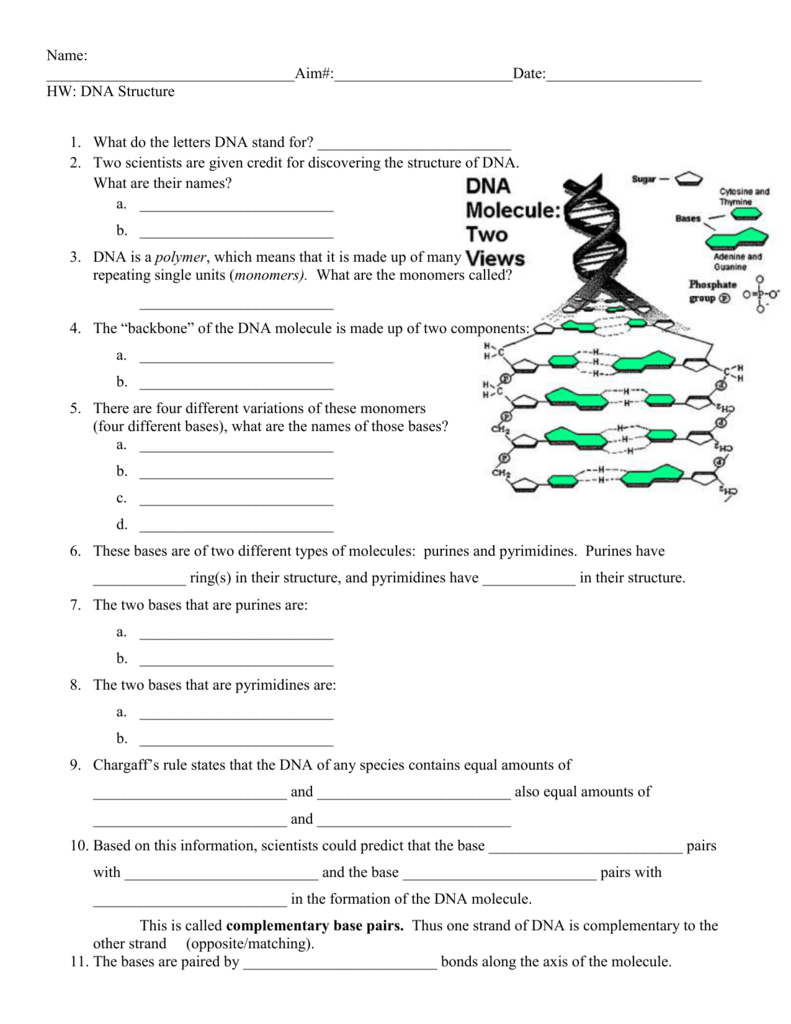 Dna Structure Worksheet Answer - Wordworksheet.com