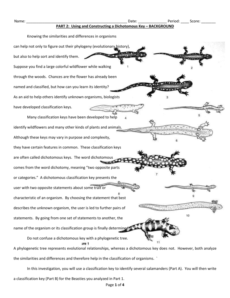 Free Printable Dichotomous Key Worksheet