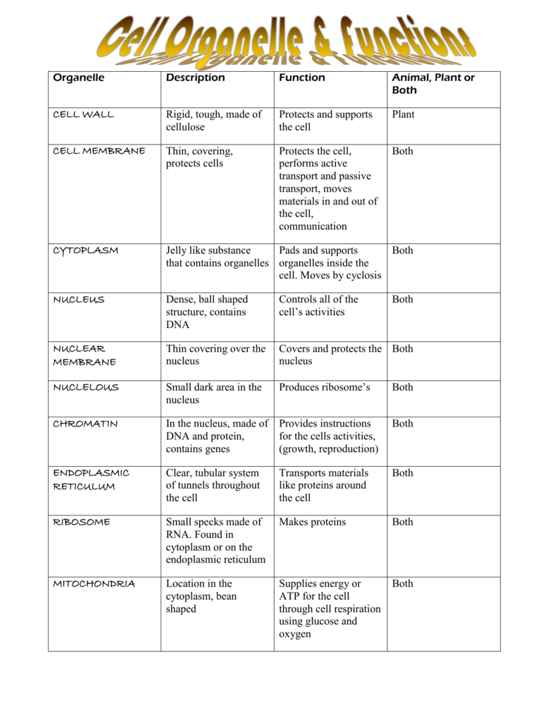 Cells And Organelles Worksheet