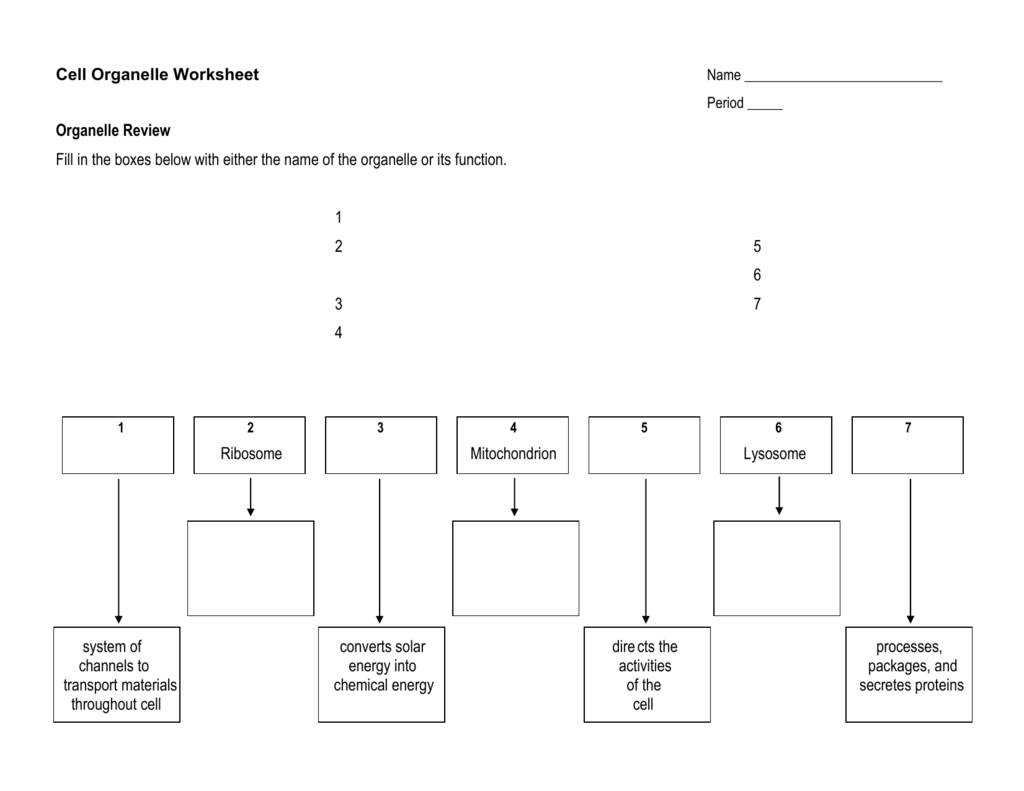 cell-organelle-review-worksheet