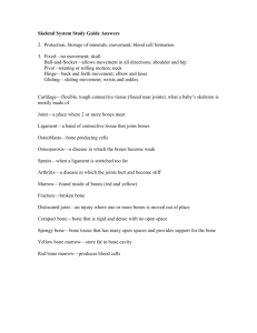 Skeletal System Study Guide Answers