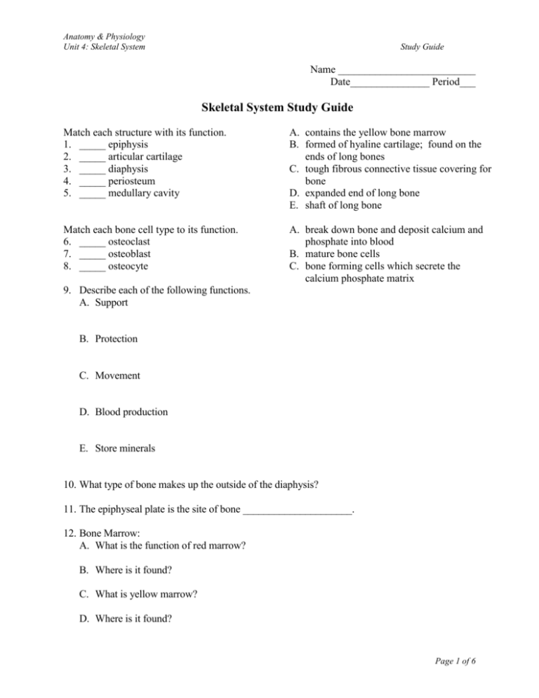 Skeletal System Study Guide