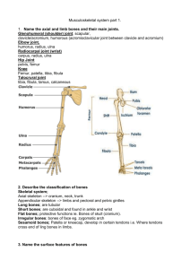 LO's Anatomy of the musculoskeletal system part 1 - PBL-J-2015