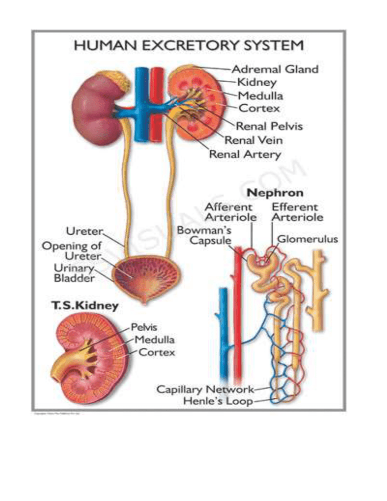 Excretory System Diagram Liver : Parts Of The Excretory System The