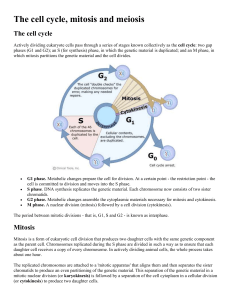 The cell cycle, mitosis and meiosis