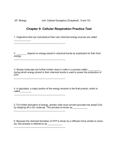 Cell Respiration Review Practice Test