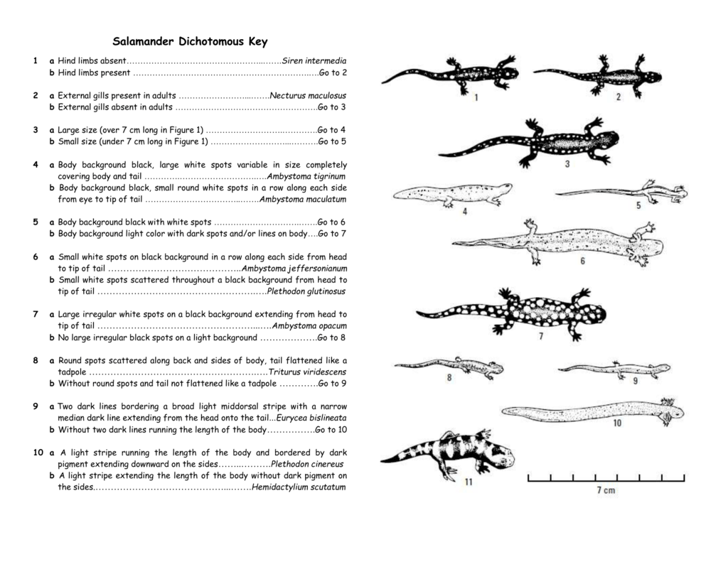 Salamander Dichotomous Key