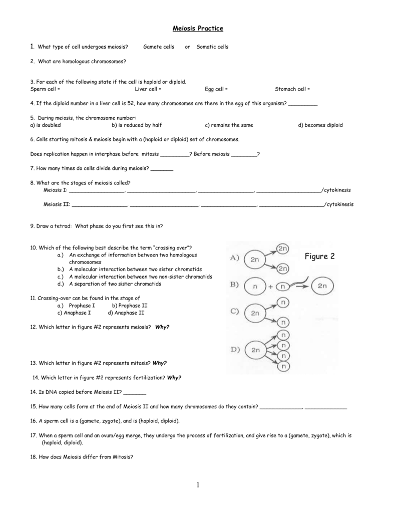 ️Meiosis Review Worksheet Free Download Gambr co