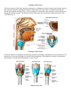 Anatomy of the Larynx The larynx consists of four basic anatomic