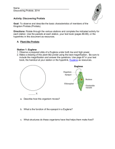 Activity: Discovering Protists