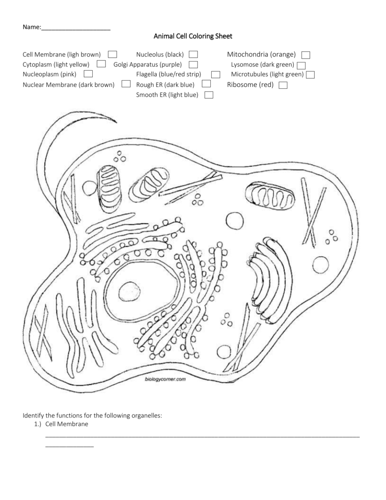 Animal Cell Coloring Sheet Answer Key