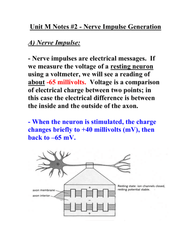 Unit M Notes #2 - Nerve Impulse Generation - Mr. Lesiuk