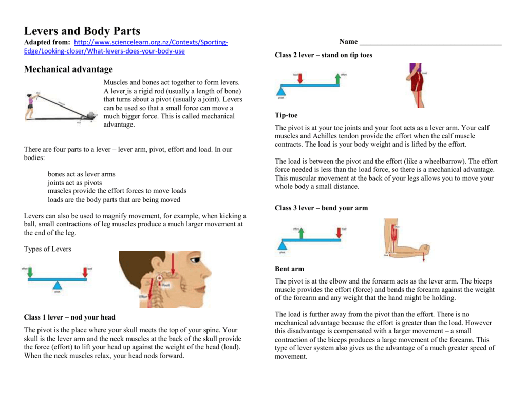 Levers And Body Parts Adapted From Http www sciencelearn nz