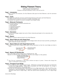 MS Word Version - Interactive Physiology