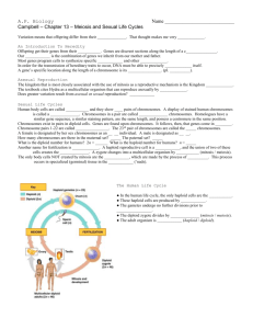 Meiosis Reduces The Chromosome Number From Diploid To Haploid