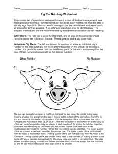 pig notching worksheet - Sonoma Valley High School