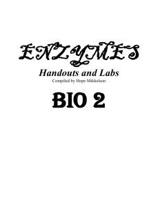Bio II Enzymes