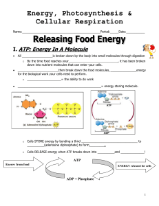 I. ATP: Energy In A Molecule