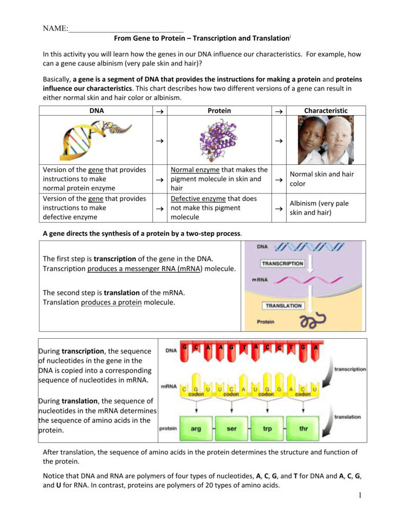 Protein Synthesis Transcription And Translation Worksheet Answers