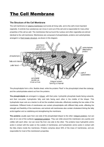 The Cell Membrane