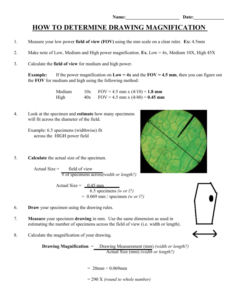 Calculating Field Of View Microscope Worksheet Natureal