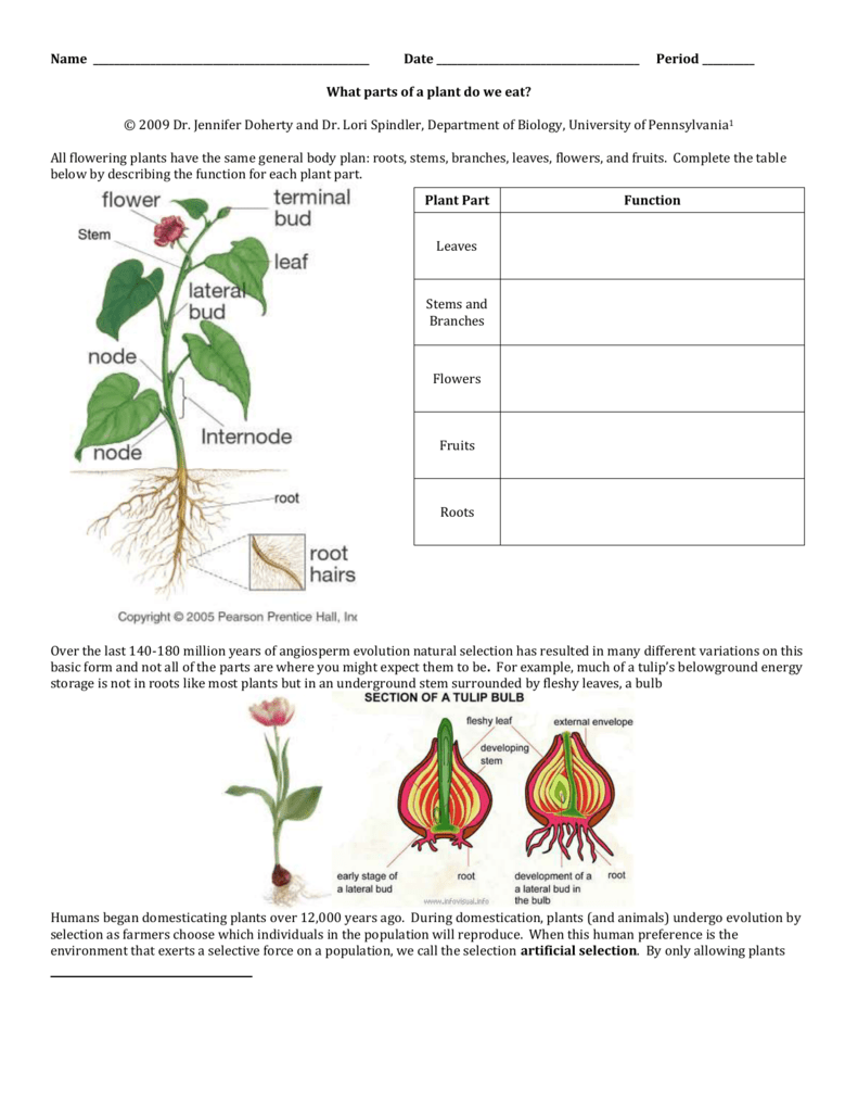 what-parts-of-a-plant-do-we-eat