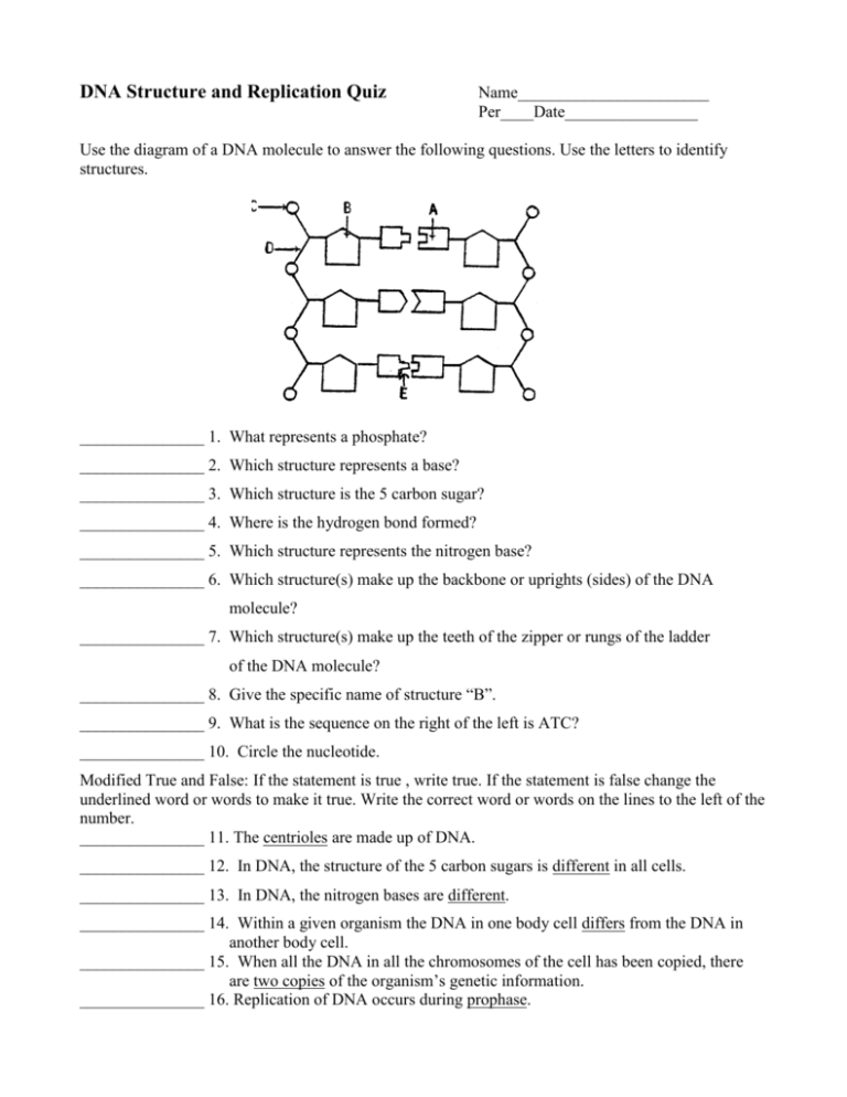 DNA Structure and Replication Quiz