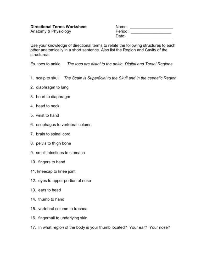  Directional Terms Worksheet Free Download Gmbar co