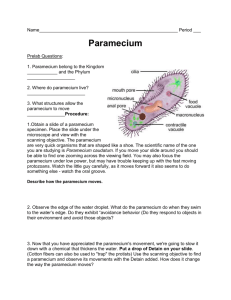 Paramecium Coloring