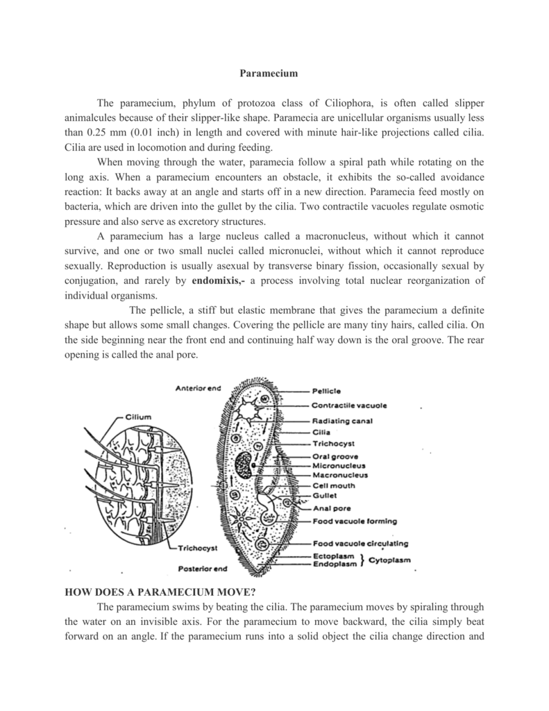 cytogamy