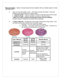Muscular System Notes