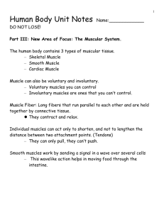 Part III Muscular System Notes