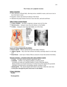 The Urinary System