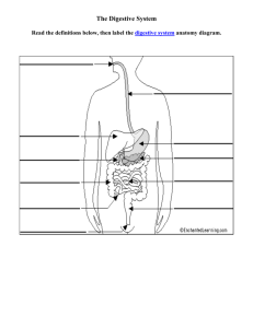 Digestive diagram
