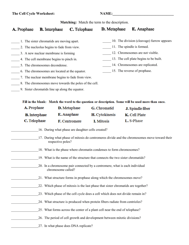 cell-cycle-mitosis-worksheet-answer-key