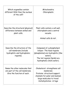 Which organelles contain different DNA than the