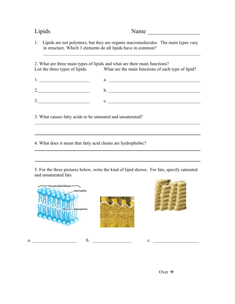 Lipids Worksheets Answer Key