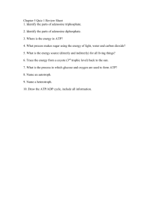 Chapter 5 Quiz 1 Review Sheet
