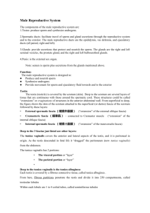 Male Reproductive System The components of the male