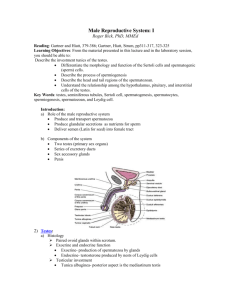 The Male Reproductive System: I
