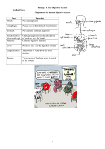 Biology: 5. The Digestive System Student Notes Diagram of the
