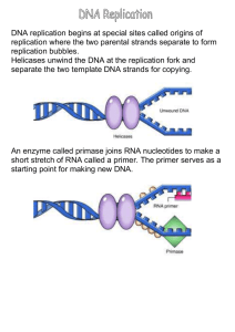 DNA replication begins at special sites called origins of replication
